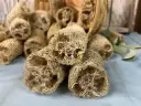 Farm-Harvested Loofah